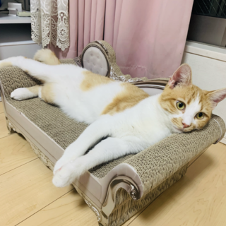 明るくて頭がいい長足マンチカン男の子