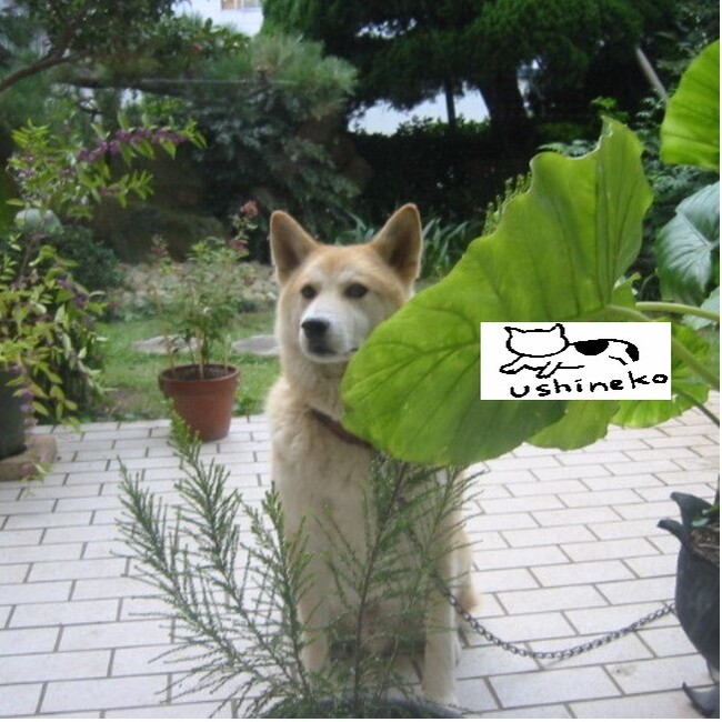 ushinekoのカバー写真