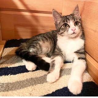 甘えん坊★ロック君