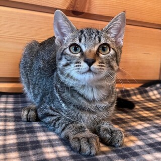 おっとり甘えん坊★ハッチ君