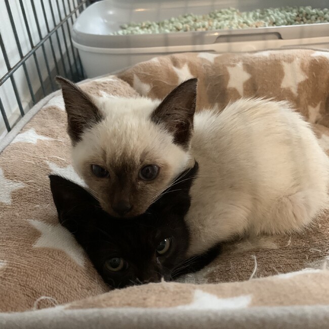 ポテこっ子のカバー写真