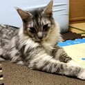 可愛がって下さい。