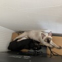 可愛いきょうだい猫2匹です