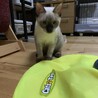 可愛いきょうだい猫2匹です サムネイル2
