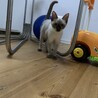 可愛いきょうだい猫2匹です サムネイル4