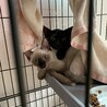 可愛いきょうだい猫2匹です サムネイル7