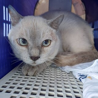 静なお家ありますか？