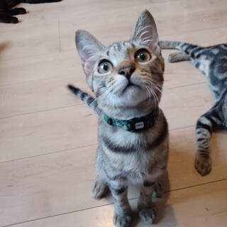 ベタ慣れキジ5ヶ月スティルくん。10/2譲渡会。