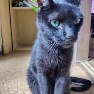 緊急！飼い主が介護施設に入る為、行き場がありません