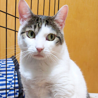 劣悪木箱レスキュー　あさひ(仮)