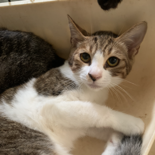 かわいいきじ白　すいれん君去勢済み