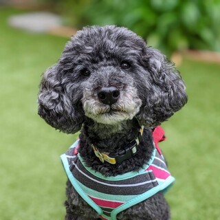 ミニチュアプードルの男の子、岳くん！