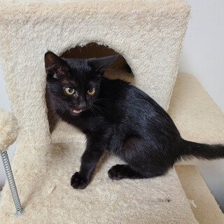 ちょ～甘えん坊な黒猫ちゃん♡