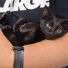 ちょ～甘えん坊な黒猫ちゃん♡ サムネイル2
