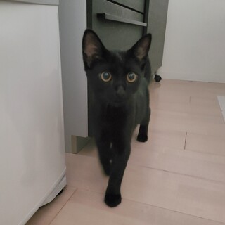 黒猫ボーイ☆