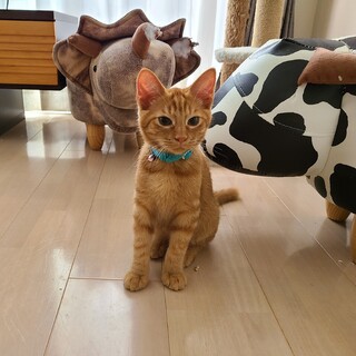 著~甘えん坊茶トラボーイ☆