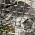チンチラ(♀)の里親さん募集