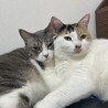 にからな