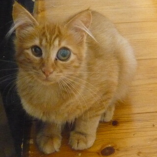 【一時停止】おっとりな女の子★茶トラのチャーちゃん