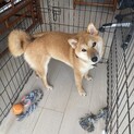 赤柴のメス7か月血統書付きで避妊手術済み