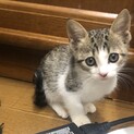 とっても賢い美人さんです