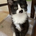 ふわふわポノ