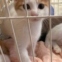 男の子（子猫３兄妹）里親様募集中