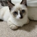 むちむちなシャムミックス