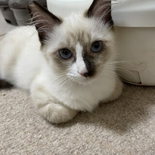 むちむちなシャムミックス