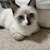 むちむちなシャムミックス サムネイル1
