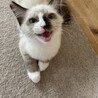 むちむちなシャムミックス サムネイル3