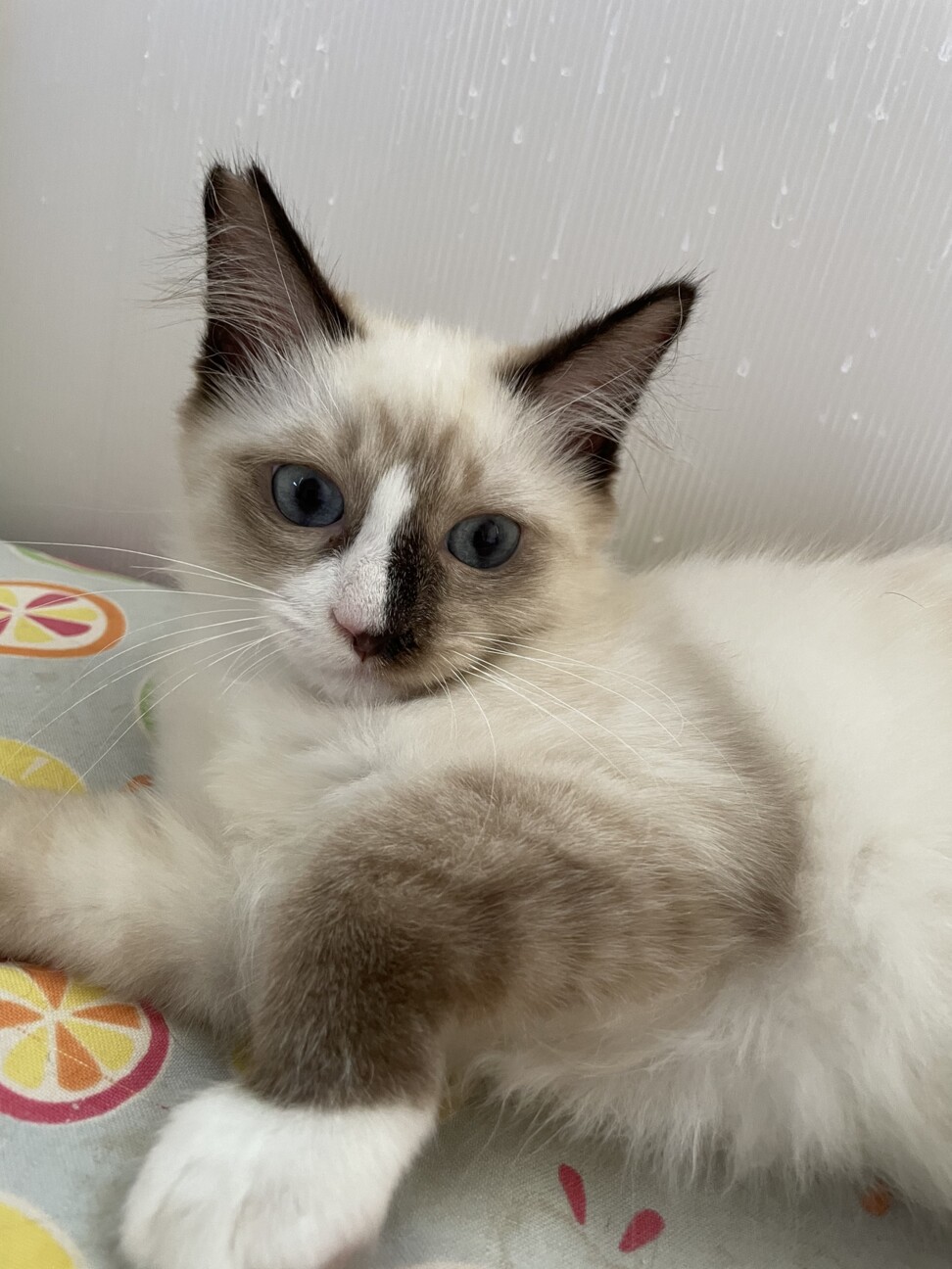 むちむちなシャムミックス サムネイル5