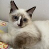 むちむちなシャムミックス サムネイル5