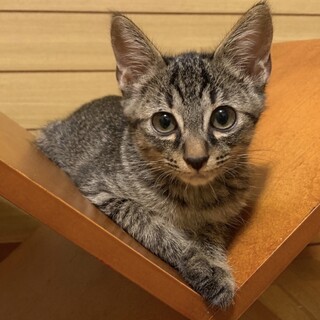 【かり】おかげさまで里親様が決まりました。