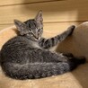 【かり】おかげさまで里親様が決まりました。 サムネイル3