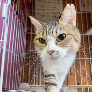 とっても人間大好きな「あみちゃん」