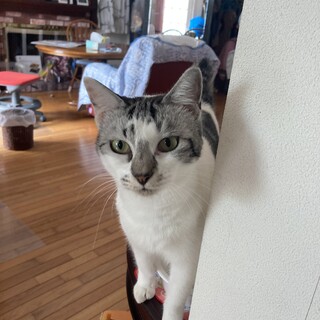 甘えんぼ猫ちゃん、なでなで可愛がってくれる方希望！