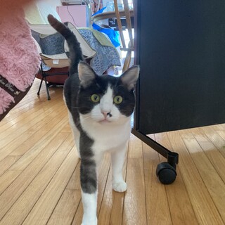 愛情たっぷりほしい系、穏やか猫ちゃんです！