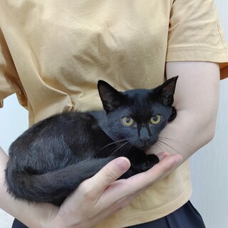 生後５ヶ月の黒猫の女の子2