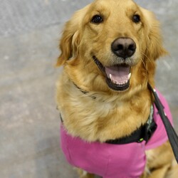 レトリーバーレスキューハッピーラブズふれあい会inドッグランもろやま(埼玉県) サムネイル2