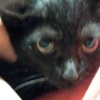 寂しがりやの甘えん坊。甘えさせてあげてください。