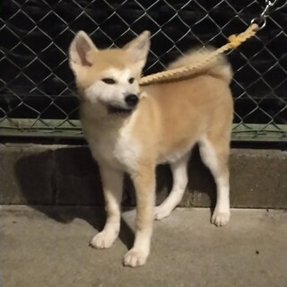 秋田犬の子犬　一旦募集を閉めきります！