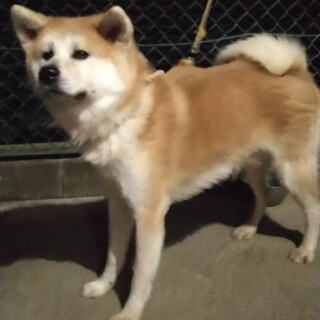 やんちゃな秋田犬