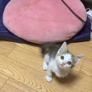 人なれ、犬なれ抜群の男の子！