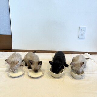 シャム系ミックス