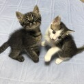 甘えん坊兄弟子猫、大吾＆流星(仮名)