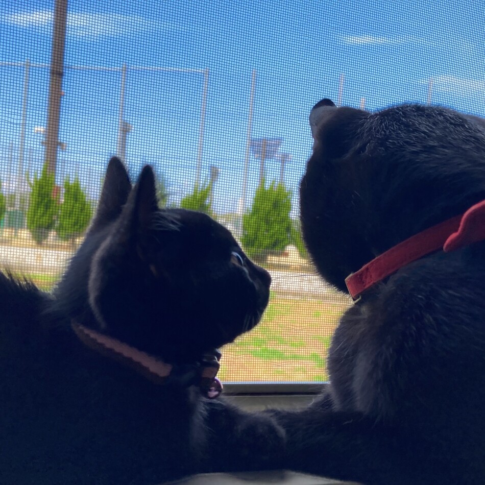 ロイのカバー写真