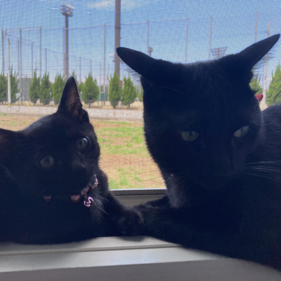 ルナのカバー写真