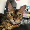 れいにゃんにゃん
