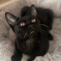 白ヒゲがポイントの人懐っこい男の子